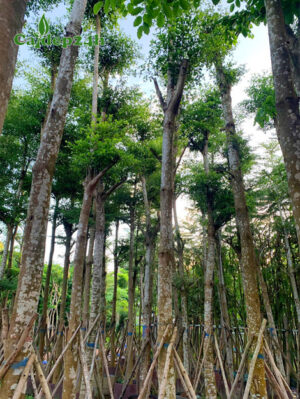 Bán cây bàng Đài Loan lâu năm, đường kính gốc 18cm