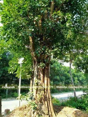 Bán cây Bồ Đề đk 50cm tại Hà Nội