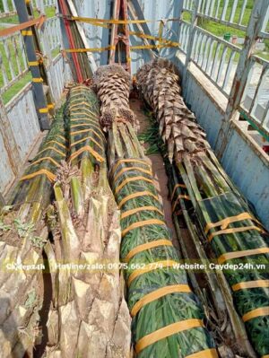 Bán cây Cọ Dầu công trình lóng thân 1 - 2m