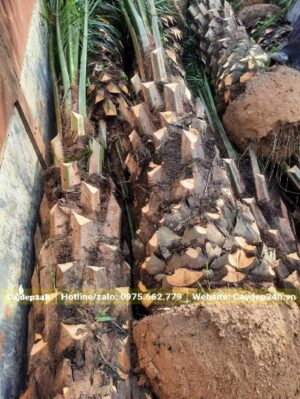 Cọ Dầu đán thẳng đk gốc 40cm