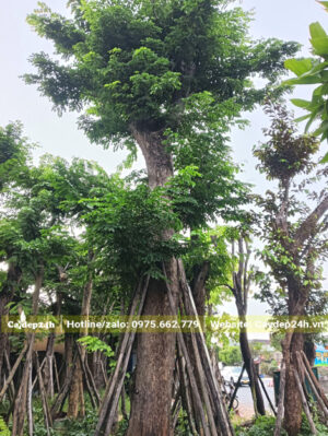 Gốc giáng hương cổ thụ đường kính gốc trên 30cm