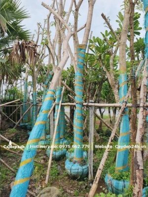 Đốn hết cành lá của cây Kèn Hồng trước khi dâm ủ