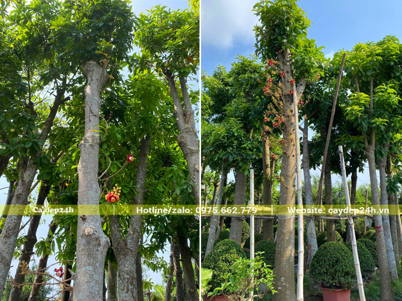 Dưỡng ủ cây Sala lâu năm, vanh gốc 110cm