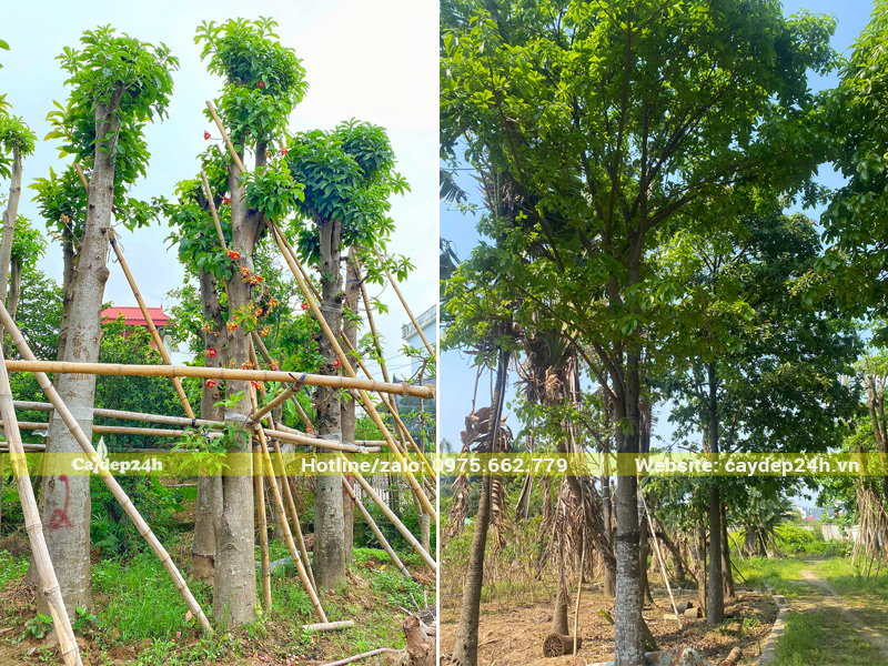 Vườn cây Sala công trình dưỡng ủ, cây đánh thẳng kích thước lớn