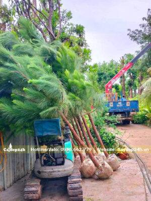 Hơn 10 cây Thông Mã Vĩ công trình vừa giao cho khách