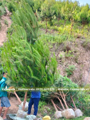 Thông Đuôi Ngựa đánh thẳng, cao hơn 3m