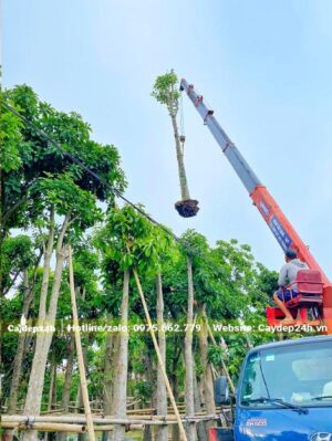 Dùng cần cẩu nhấc cây Sala khách đã chọn tại vườn ươm để đưa lên xe tải