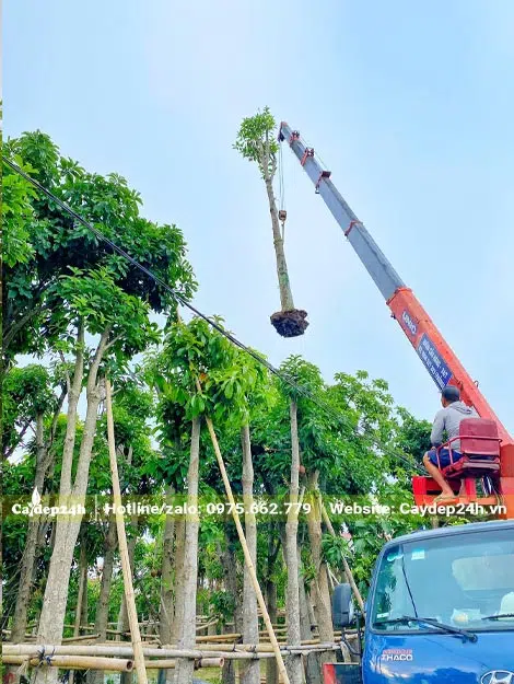 Dùng cần cẩu nhấc cây Sala khách đã chọn tại vườn ươm để đưa lên xe tải