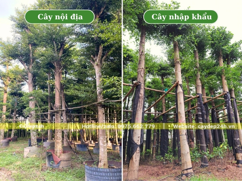 Vườn dâm ủ số lượng lớn cây bàng Đài Loan đường kính gốc 20cm gồm cả cây nội địa và cây nhập khẩu Trung Quốc