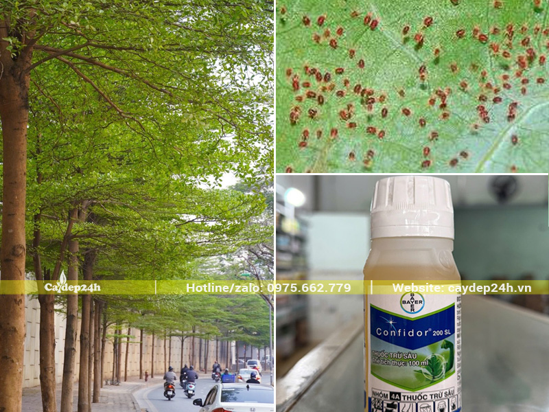 Bàng lá nhỏ Đài Loan bị nhện đỏ