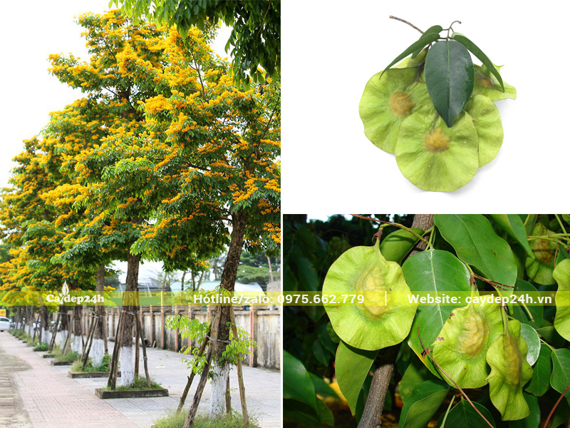Hình dạng quả của cây giáng hương