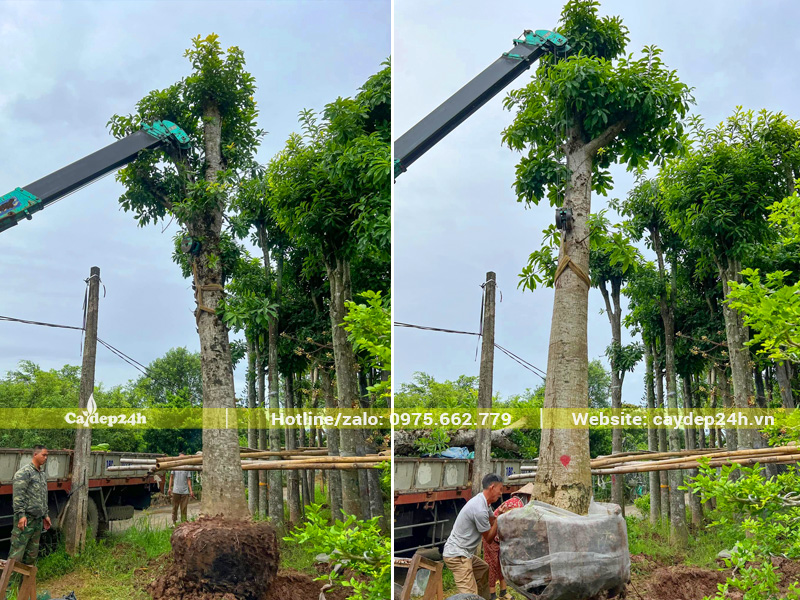 Cây Sala đại thụ đường kính gốc 40 - 45cm