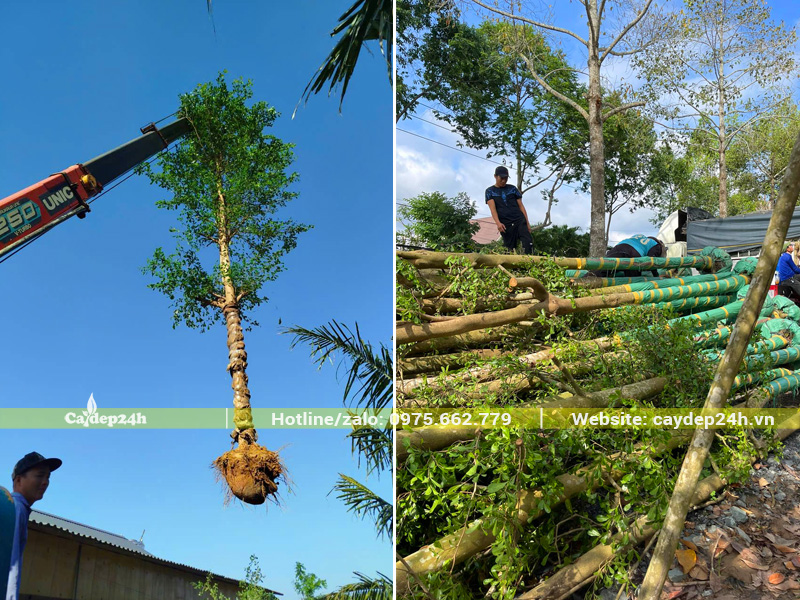 Quân thân bằng bao tải cho thân chính trước khi vận chuyển