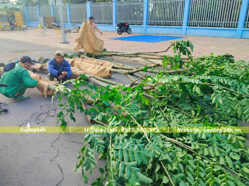 Công nhân dùng bao tải quấn thân cây lại