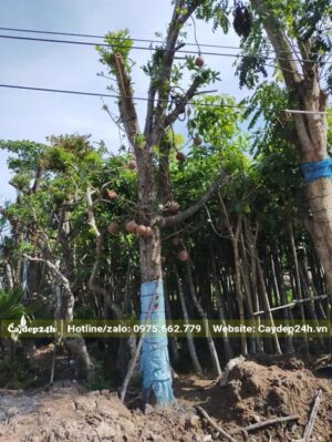 Sala công trình mới dâm ủ, cao 4m