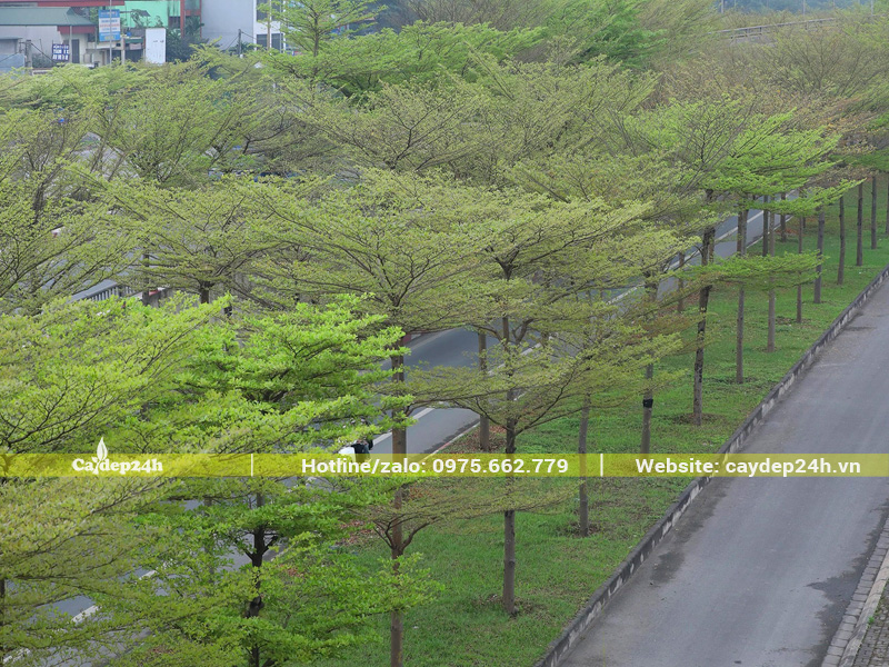 Cây bàng lá nhỏ Đài Loan trồng vỉa hè, dải phân cách đường phố
