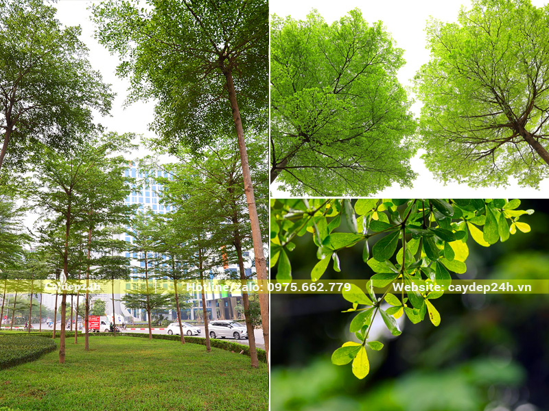 Cây bàng Đài Loan trồng bóng mát trên vỉa hè, giải phân cách đường phố