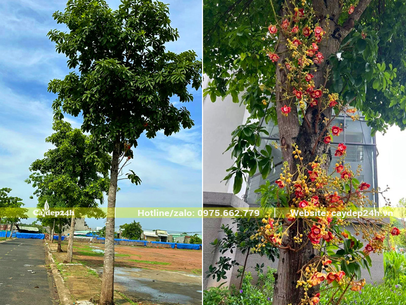 Cây hoa Sala trồng dọc tuyến đường quốc lộ lấy bóng mát và hoa đẹp