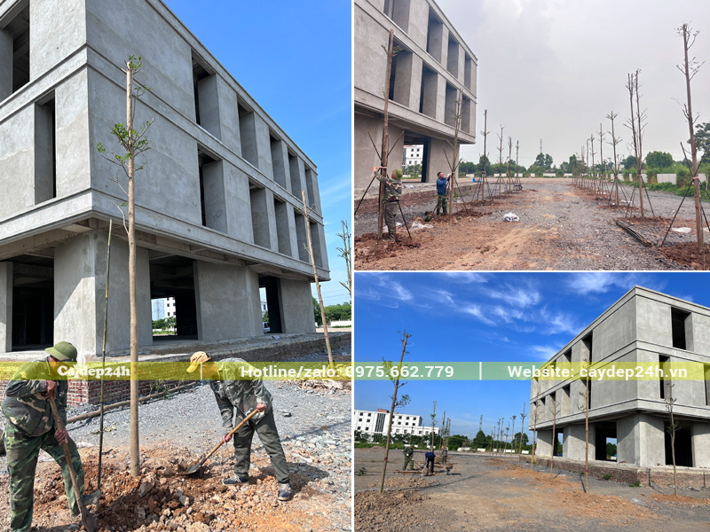 Bàng Đài Loan trồng quanh khu văn phòng công ty tại Ninh Bình