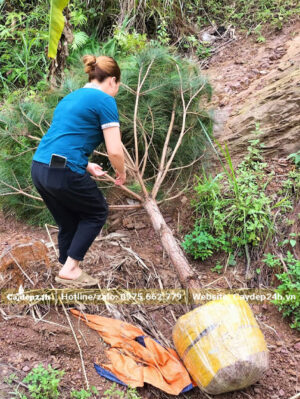 Chuẩn bị cây Thông Mã Vĩ công trình giao khách