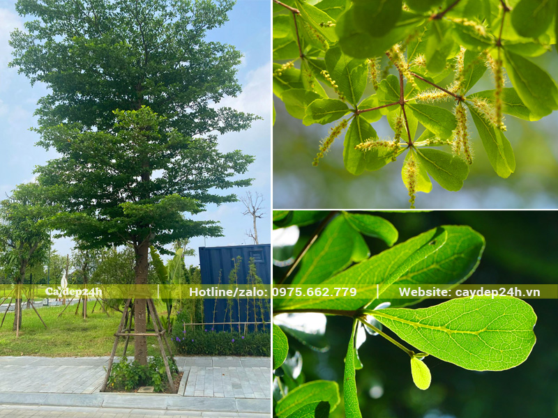 Hình dáng cây bàng Đài Loan trồng công trình