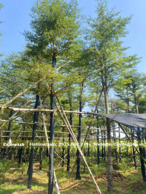 Cây đường kính gốc 12cm chiều cao 5 - 6m