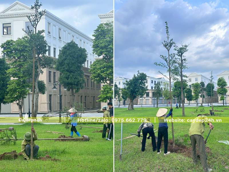 Công nhân đang giữ cây và tiến hành lấp đất