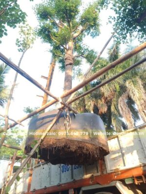 Vườn dâm ủ số lượng lớn cây Hoa Gạo công trình đường kính thân từ 15 - 20cm