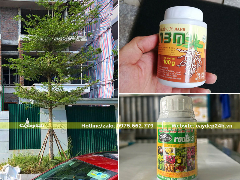 Tưới thuốc kích thích ra rễ cho cây bàng Đài Loan