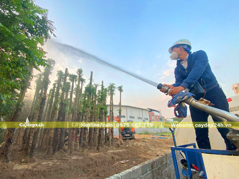 Công nhân đang dùng xe bồn tưới nước cho cây bàng Đài Loan đang dâm ủ tại bãi