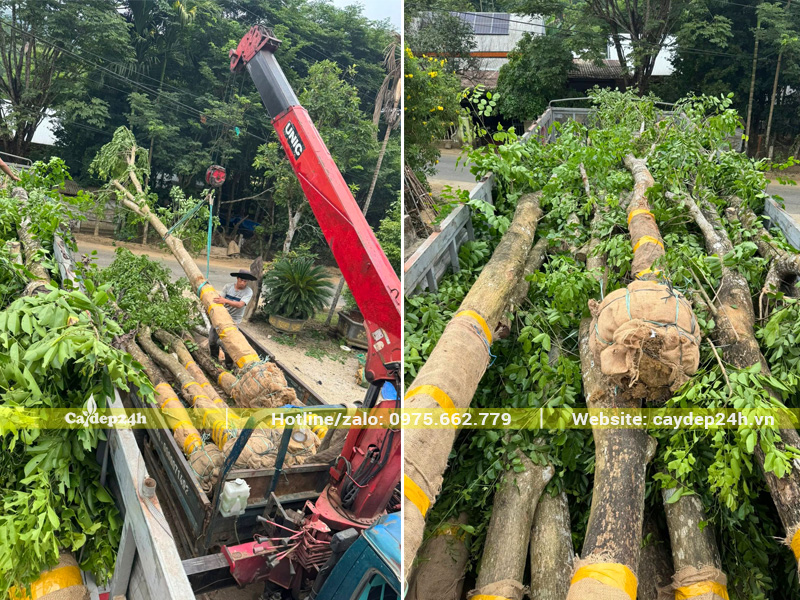Giao trồng cây giáng hương lâu năm tại Hải Phòng
