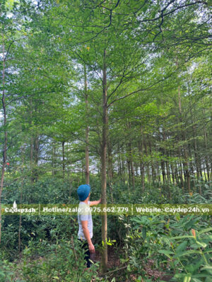 Thăm vườn cây bàng đài loan trồng từ bé tại vườn, đường kính gốc 15cm