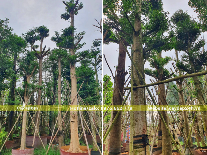 Vườn cây bàng Đài Loan công trình đường kính gốc từ 20cm trở lên