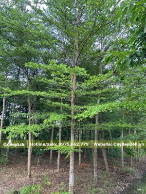 Vườn Bàng Đài Loan cao 6 - 7m