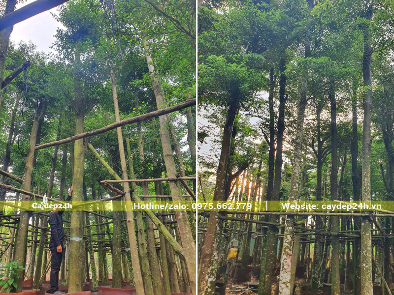 Bãi dâm ủ hàng trăm cây bàng Đài Loan công trình vanh gốc 45 - 55cm