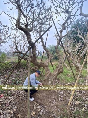 Vườn cây hoa Đại cổ thụ, các gốc đều có đường kính từ 25cm trở lên
