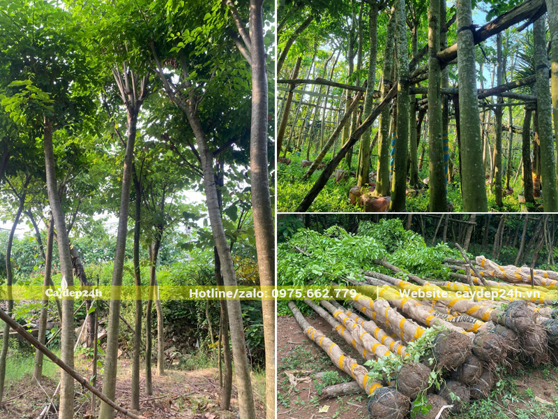 Vườn dưỡng ủ hàng trăm gốc giáng hương đuôi công đường kính gốc từ 10cm trở lên