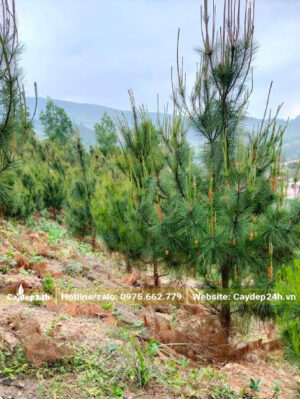 Đồi Thông Mã Vĩ cao 2m