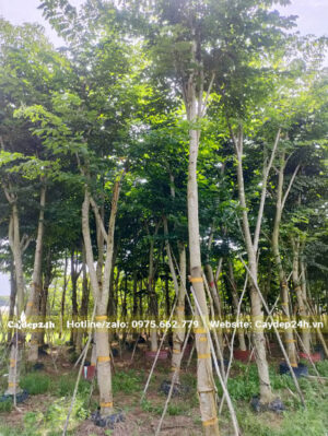Vườn Giáng Hương cao 3.5 - 4m