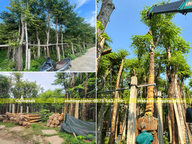 Hàng nghìn gốc cây giáng hương hoa vàng trồng công trình đã dâm ủ kỹ