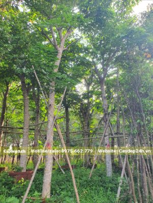 Vườn dưỡng ủ hàng trăm cây Giáng Hương đuôi công