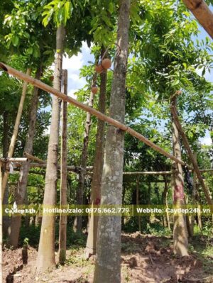 Cây được trồng và chăm sóc tốt có thân tròn và thẳng, đường kính khoảng 25cm