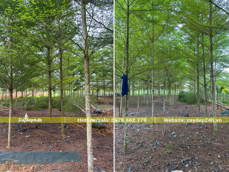 Vườn nuôi trồng cây bàng Đài Loan từ bé, đường kính gốc 8 - 10cm