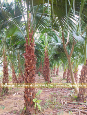 Cọ Trơn trồng nhà vườn lớn, chăm sóc lâu năm