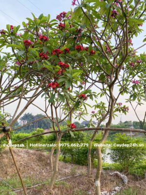 Vườn dưỡng cây hoa Đại Đỏ, đường kính gốc khoảng 8 - 12cm