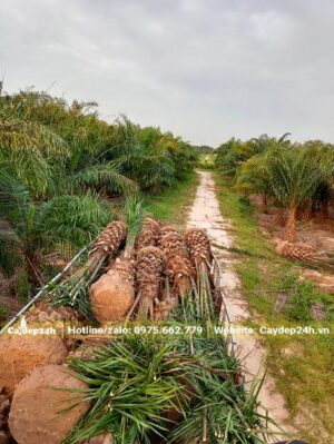 Một xe Cọ Dầu mới đánh bầu đang chuyển đi cho khách