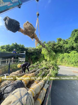Cần cầu đang di chuyển số lượng lớn cây Giáng Hương đến nơi trồng