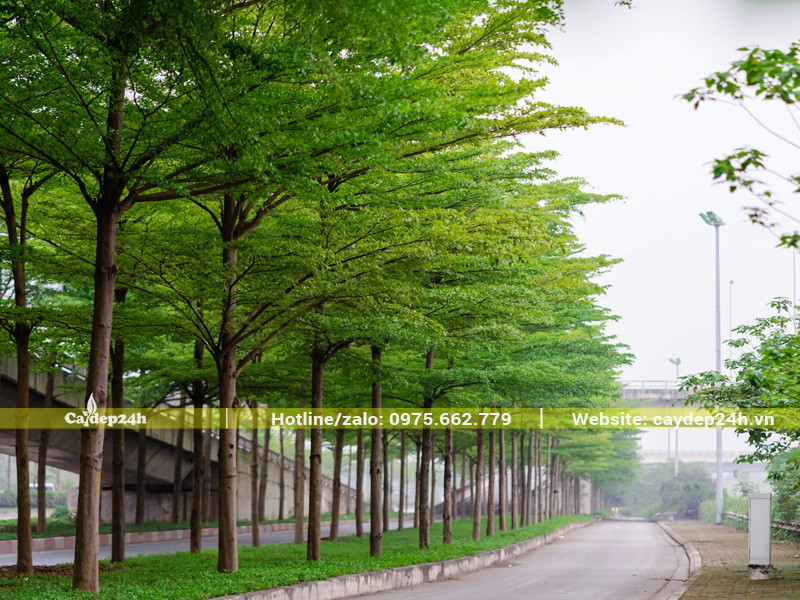 Hàng cây bàng Đài Loan công trình xanh mướt