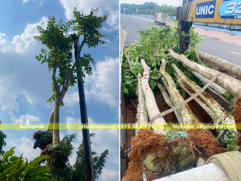 Cẩu và xếp 10 cây bằng lăng công trình đường kính gốc 15 - 18cm