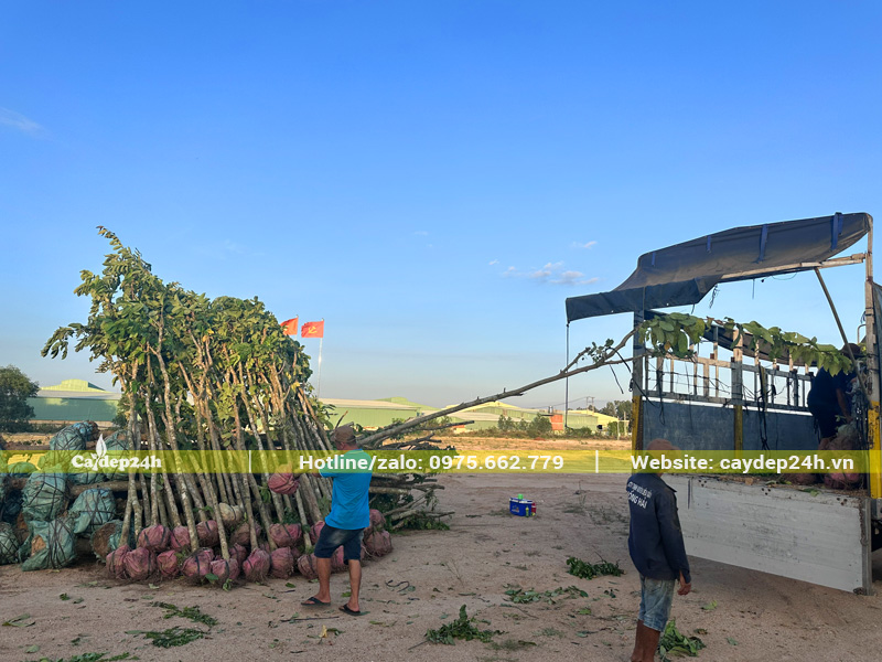 Tập kết 50 cây bằng lăng tại nhà máy Takao ở Bình Định